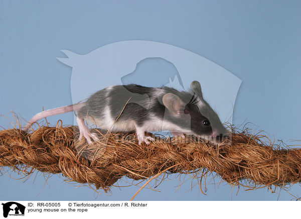 junge Farbmaus auf dem Seil / young mouse on the rope / RR-05005