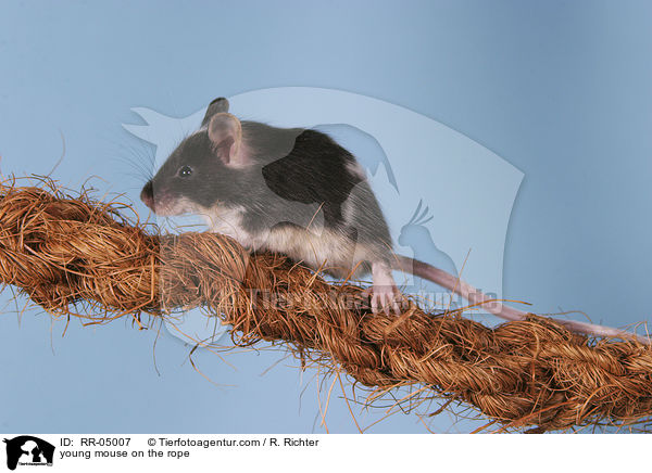 young mouse on the rope / RR-05007