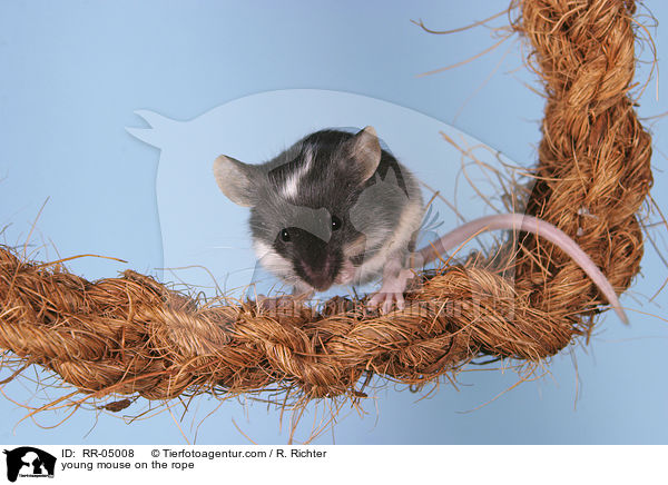 junge Farbmaus auf dem Seil / young mouse on the rope / RR-05008