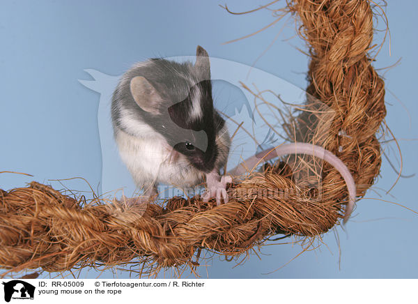 junge Farbmaus auf dem Seil / young mouse on the rope / RR-05009