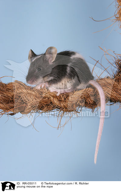 junge Farbmaus auf dem Seil / young mouse on the rope / RR-05011