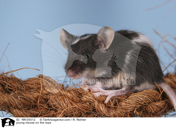 junge Farbmaus auf dem Seil / young mouse on the rope / RR-05012