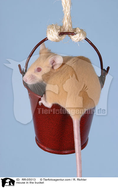 mouse in the bucket / RR-05013