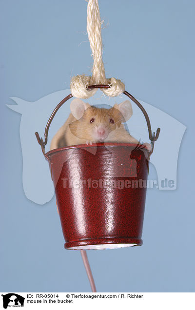 Farbmaus im Eimer / mouse in the bucket / RR-05014