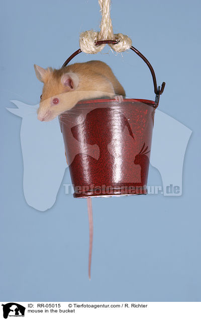 mouse in the bucket / RR-05015