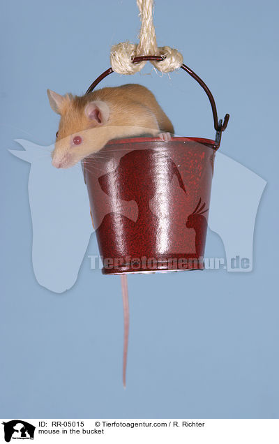 Farbmaus im Eimer / mouse in the bucket / RR-05015