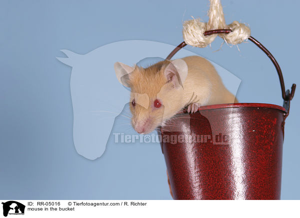 Farbmaus im Eimer / mouse in the bucket / RR-05016