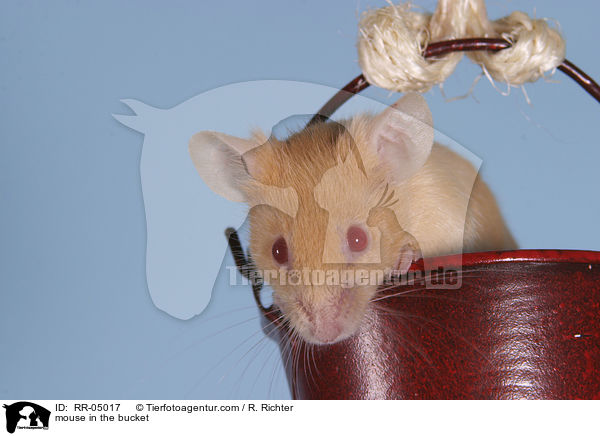 mouse in the bucket / RR-05017