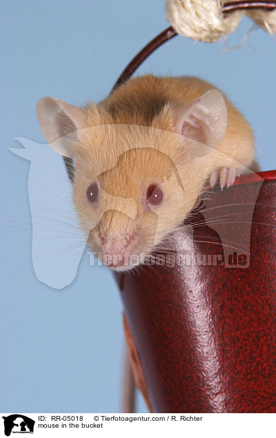 mouse in the bucket / RR-05018