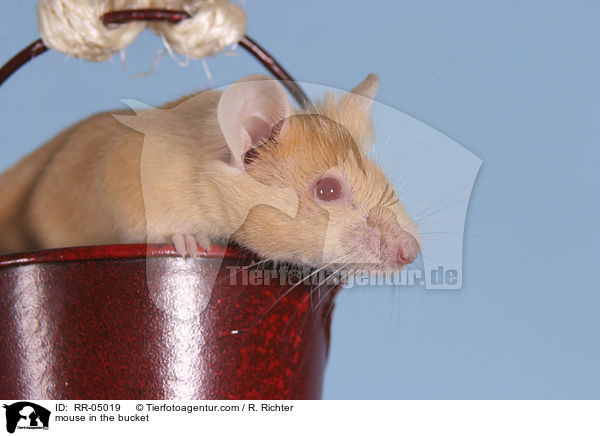 Farbmaus im Eimer / mouse in the bucket / RR-05019