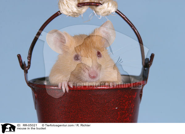 Farbmaus im Eimer / mouse in the bucket / RR-05021
