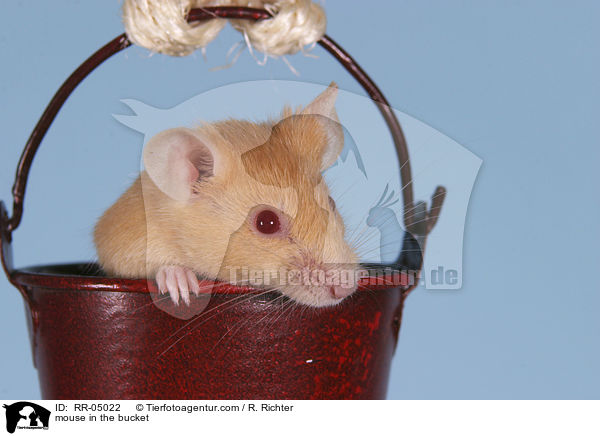 Farbmaus im Eimer / mouse in the bucket / RR-05022