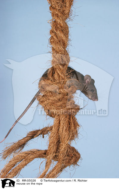 mouse on the rope / RR-05026