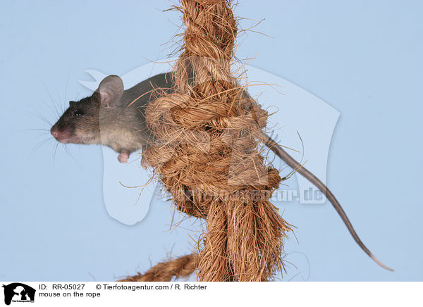 Farbmaus auf dem Seil / mouse on the rope / RR-05027