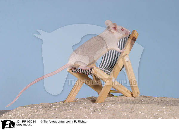 graue Farbmaus / grey mouse / RR-05034