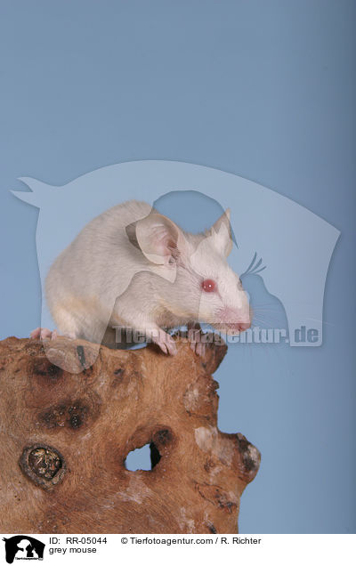 graue Farbmaus / grey mouse / RR-05044
