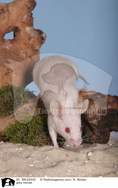graue Farbmaus / grey mouse / RR-05045