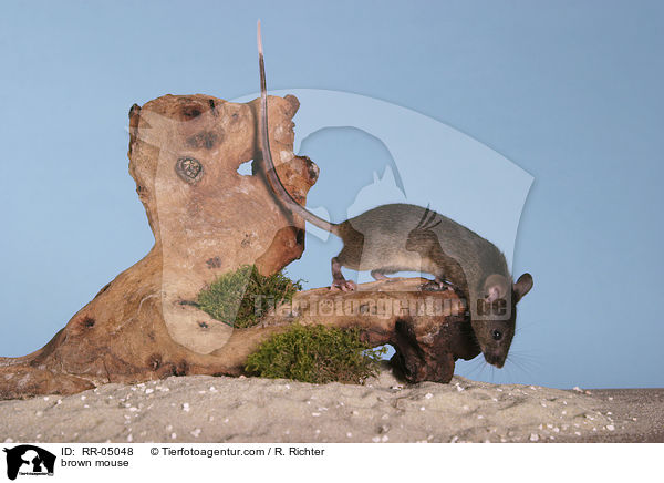 braune Farbmaus / brown mouse / RR-05048
