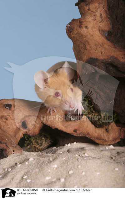 gelbe Farbmaus / yellow mouse / RR-05050