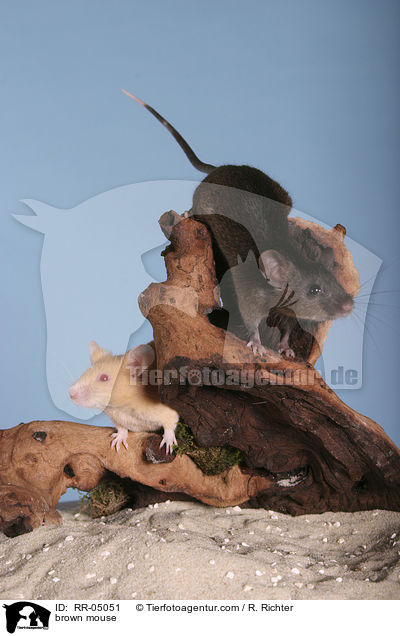 braune Farbmaus / brown mouse / RR-05051