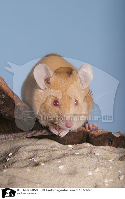 gelbe Farbmaus / yellow mouse / RR-05053