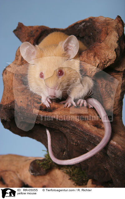 gelbe Farbmaus / yellow mouse / RR-05055