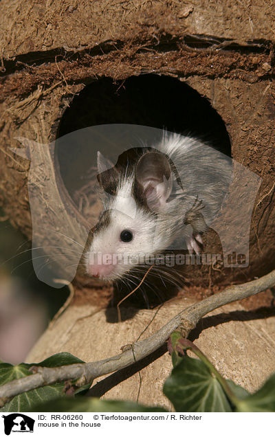 mouse in the house / RR-06260