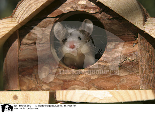 Farbmaus im Nagerhaus / mouse in the house / RR-06269