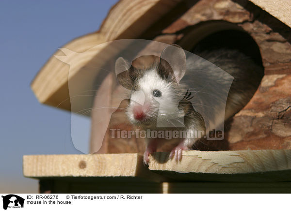 Farbmaus im Nagerhaus / mouse in the house / RR-06276
