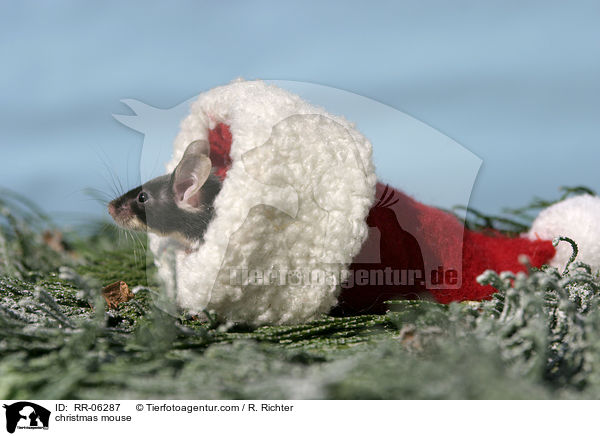 Maus mit Weihnachtsmannmtze / christmas mouse / RR-06287