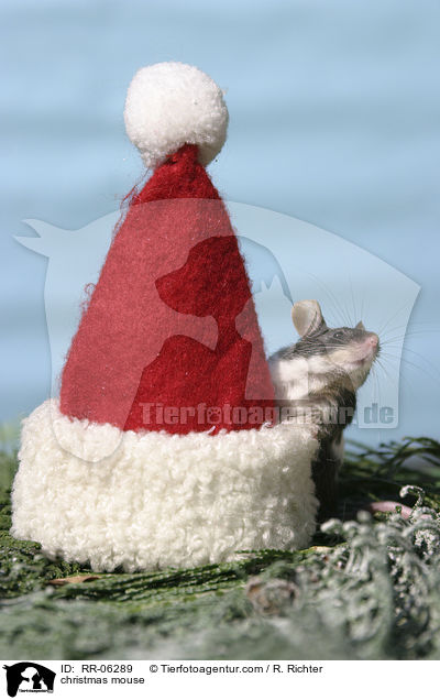 Maus mit Weihnachtsmannmtze / christmas mouse / RR-06289