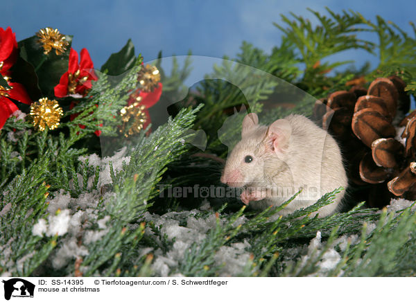 Farbmaus zu Weihnachten / mouse at christmas / SS-14395