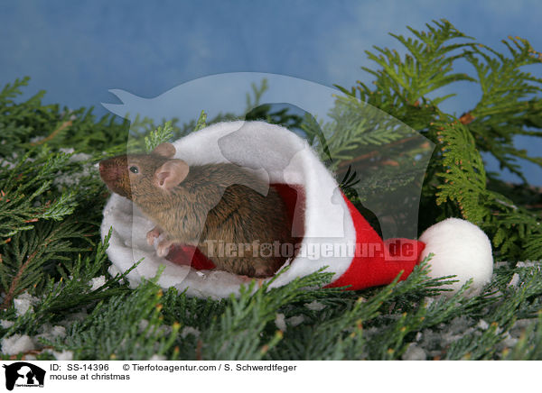 mouse at christmas / SS-14396