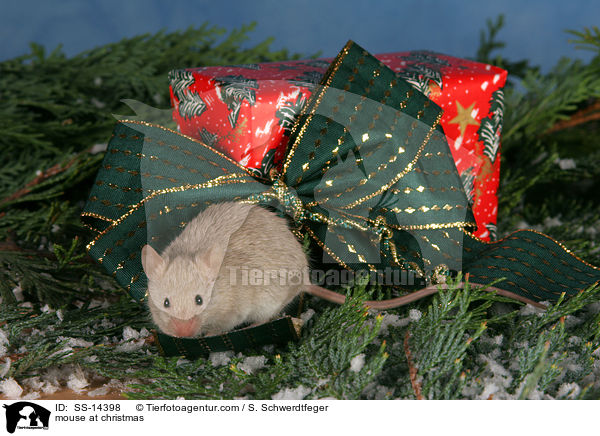 mouse at christmas / SS-14398