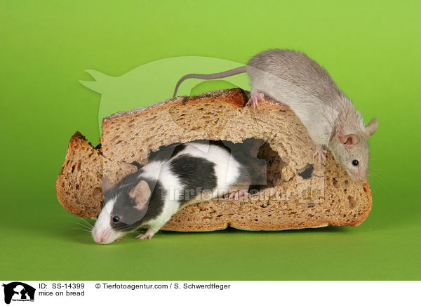 mice on bread / SS-14399