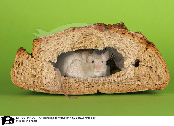 mouse in bread / SS-14400