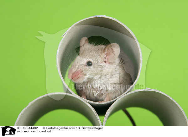 mouse in cardboard roll / SS-14402