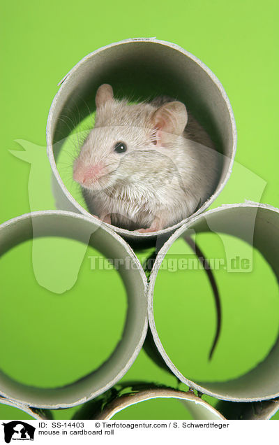 Farbmaus in Papprhre / mouse in cardboard roll / SS-14403
