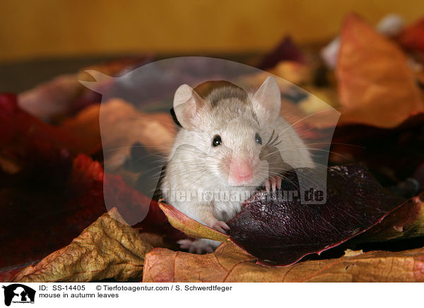 mouse in autumn leaves / SS-14405