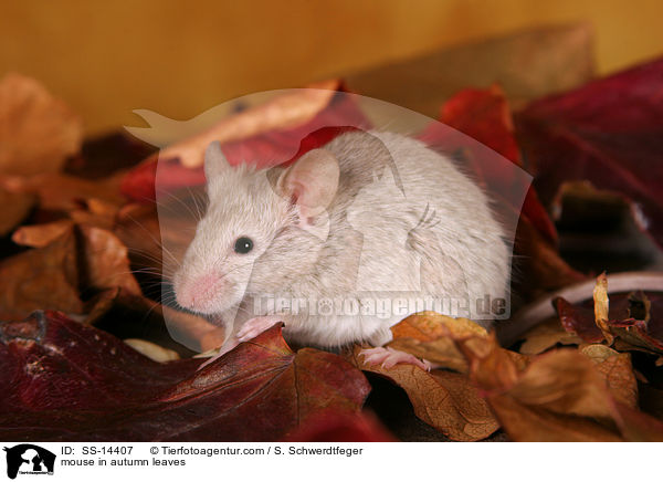 mouse in autumn leaves / SS-14407