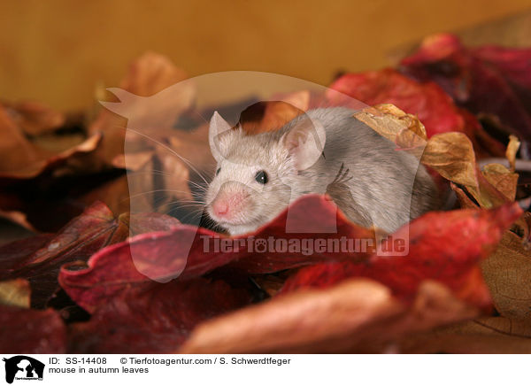 mouse in autumn leaves / SS-14408