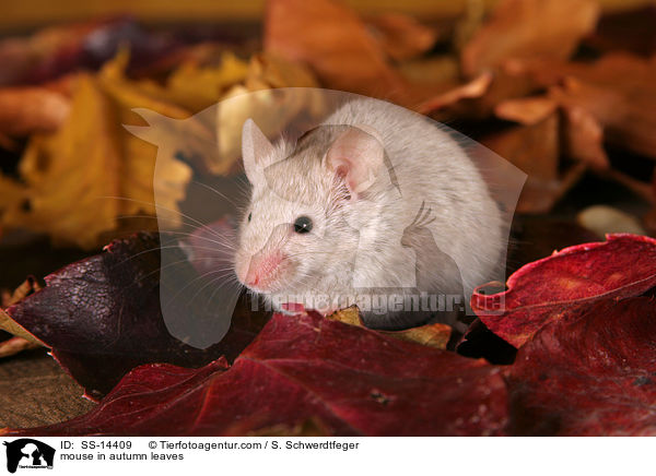 mouse in autumn leaves / SS-14409