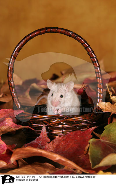 mouse in basket / SS-14410