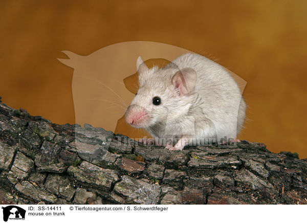 mouse on trunk / SS-14411