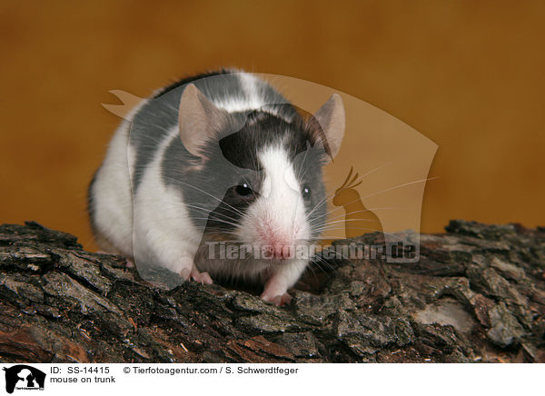 mouse on trunk / SS-14415