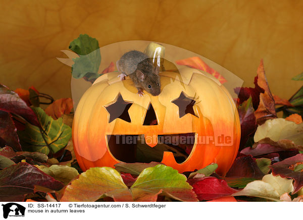 mouse in autumn leaves / SS-14417