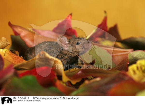 Farbmaus in Herbstlaub / mouse in autumn leaves / SS-14419