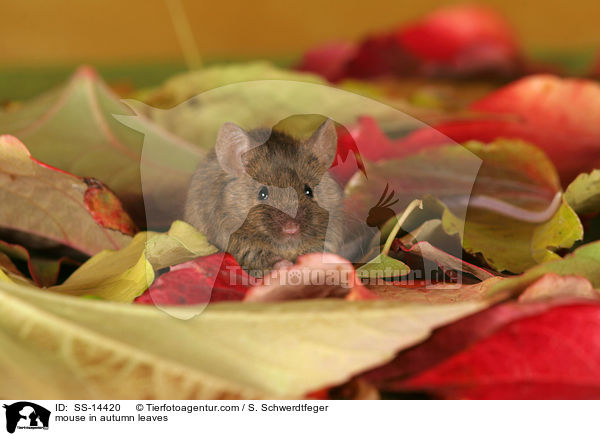 mouse in autumn leaves / SS-14420