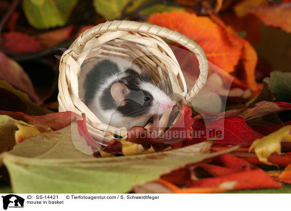 mouse in basket / SS-14421
