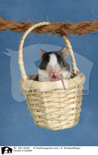 Farbmaus in Krbchen / mouse in basket / SS-14425